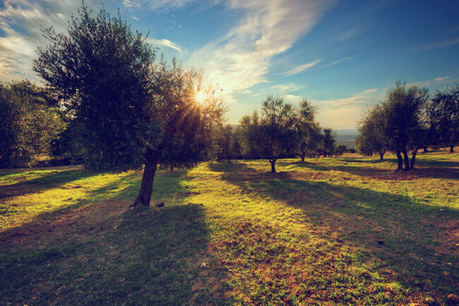 webinar-tesori-terra-agriforum