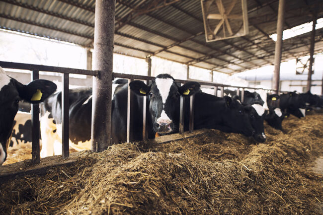 zootecnica-agriforum