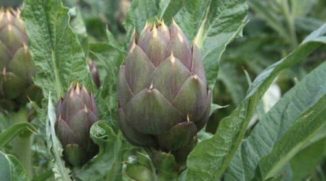 Carciofo-spinoso-di-Menfi-800×445