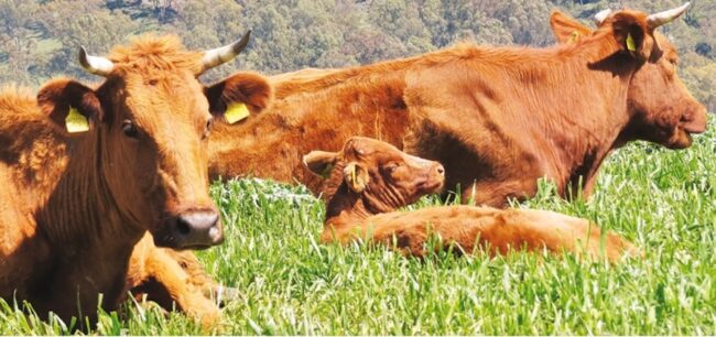 Consorzio-Carni-di-Sicilia-pascoli-1