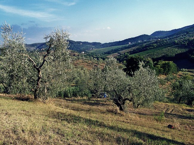 Oliveti_Carmignano